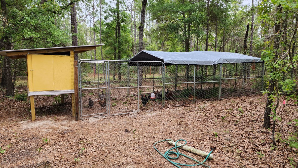 First there's a lonely coop... Then there's a pen full of chickens! Took all day for me and 3 friends to get this much done. I still have to put chicken wire all around the outside and move the 55 gal waterer. I think that's it. Oh, and clean up. https://t.co/rDXEAB2Ips