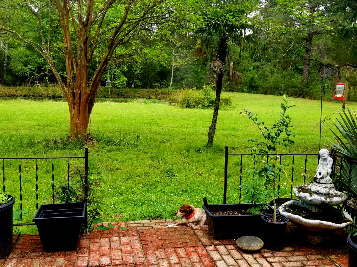 ScottEnlow's tweet image. Ruby felt well enough to walk outside to the patio and lay down to watch the blue heron and hummingbirds. It takes all her energy to make the walk so she laid there a long while before walking slowly back inside to her bed. She has little appetite but drinks a lot. 
#PrayForRuby