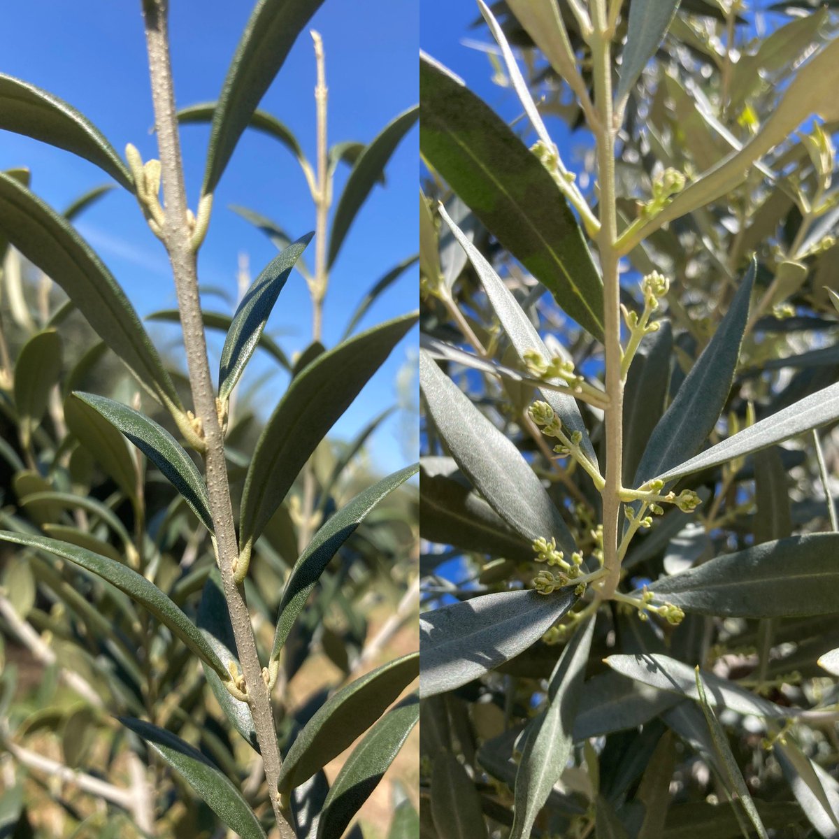 Inicio de un ciclo q terminará en nuestros aceites, diferentes estados de brotación según la variedad, en este caso Arbequina y Empeltre. #fenologiacomparada <a href="/olivo_virtual/">El Olivo Virtual</a> <a href="/DOPAceiteBA/">AceitedelBajoAragon</a> #Olivadella #Torremaella #Bajoaragon