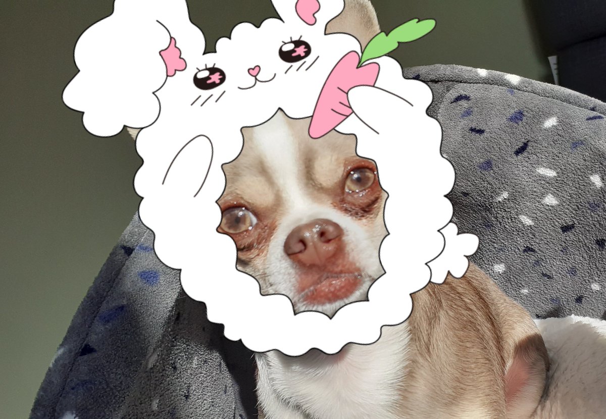 Happy Easter fwiends 🥰🐶🥰 #dogsoftwitter #ZSHQ #Easter