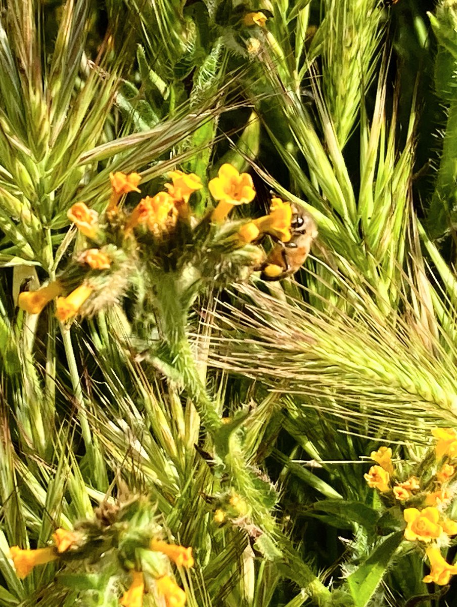 rbcCurry's tweet photo. Saturday morning!! My semi-regular drive through the SoCal high desert. #lookforit #beauty #bees #savethbees #nature #photography #sideoftheroad https://t.co/7PIP4HqaFj