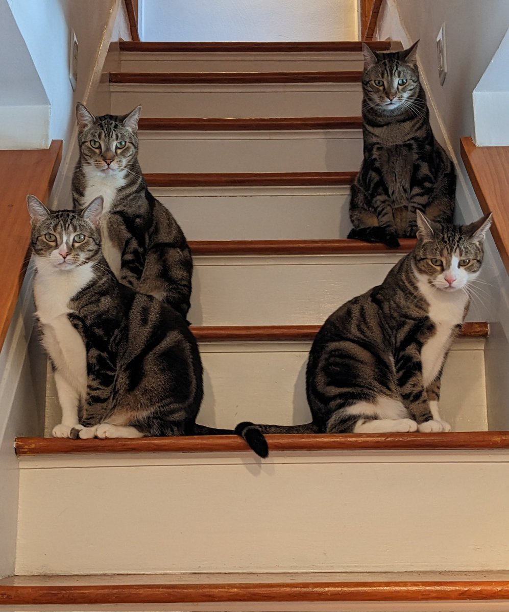 One of these things is not quite like the others. 

#Caturday #CatsOfTwitter #cattitude #littermates #rescuecats