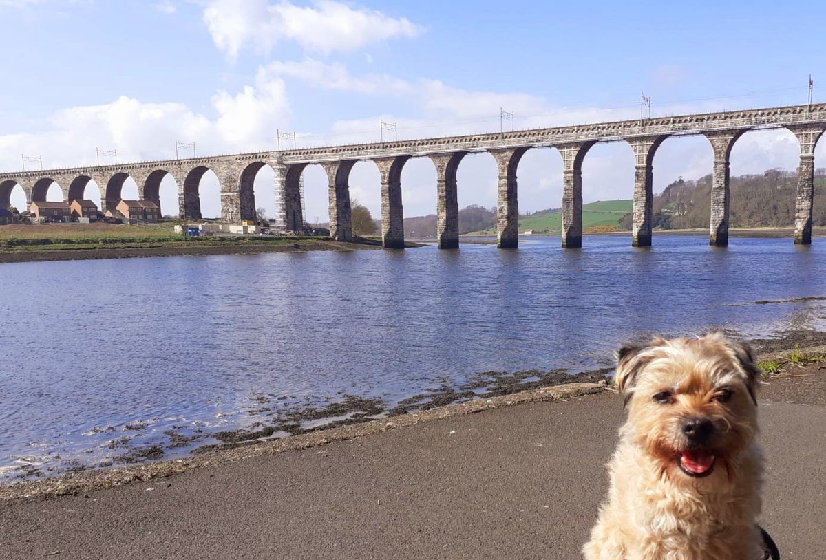 Archies Arches😃
#Berwickupontweed
#BTPosse