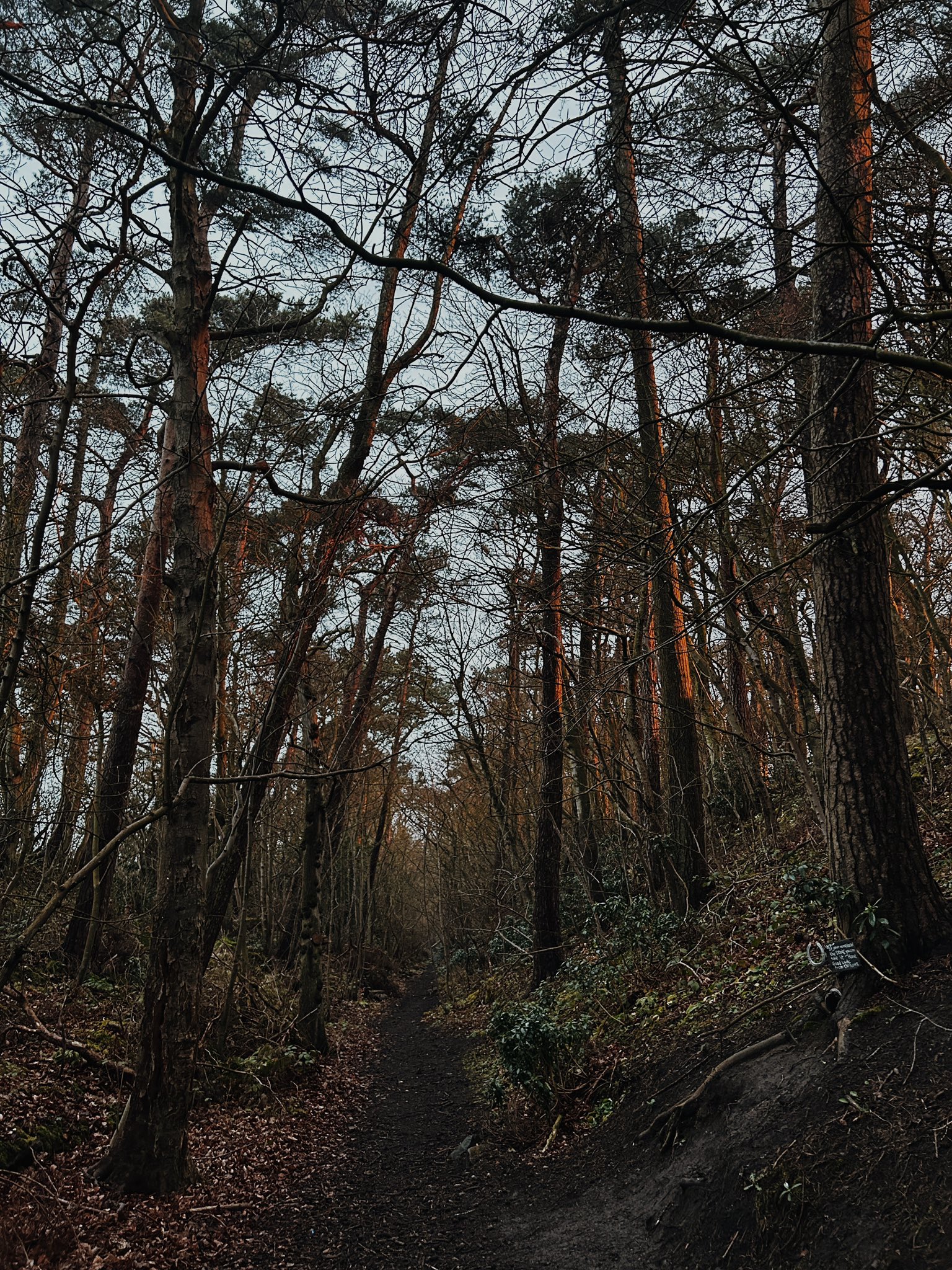 Much of the first section of the route between the Old Colliery and the old Restoration Pit is set in idyllic woods like this. The local community have pinned up short poems and treasures, as if this is a themed fairy walk for children. It is absolutely beautiful. 