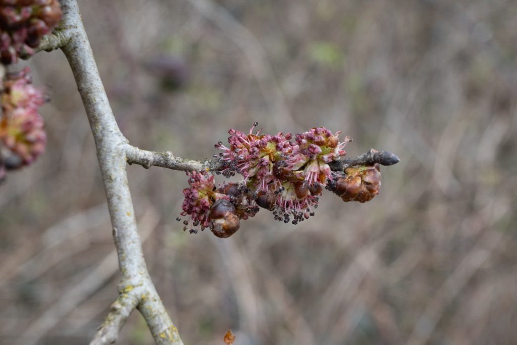 The edgy elm! 🌳 These striking flowers pop out in early spring across the elm's branches in spectacular pinkish-red clusters. They are hermaphrodites, having both male and female parts. Spot more on your walks with our #SpringInYourStep blossom guide 👇