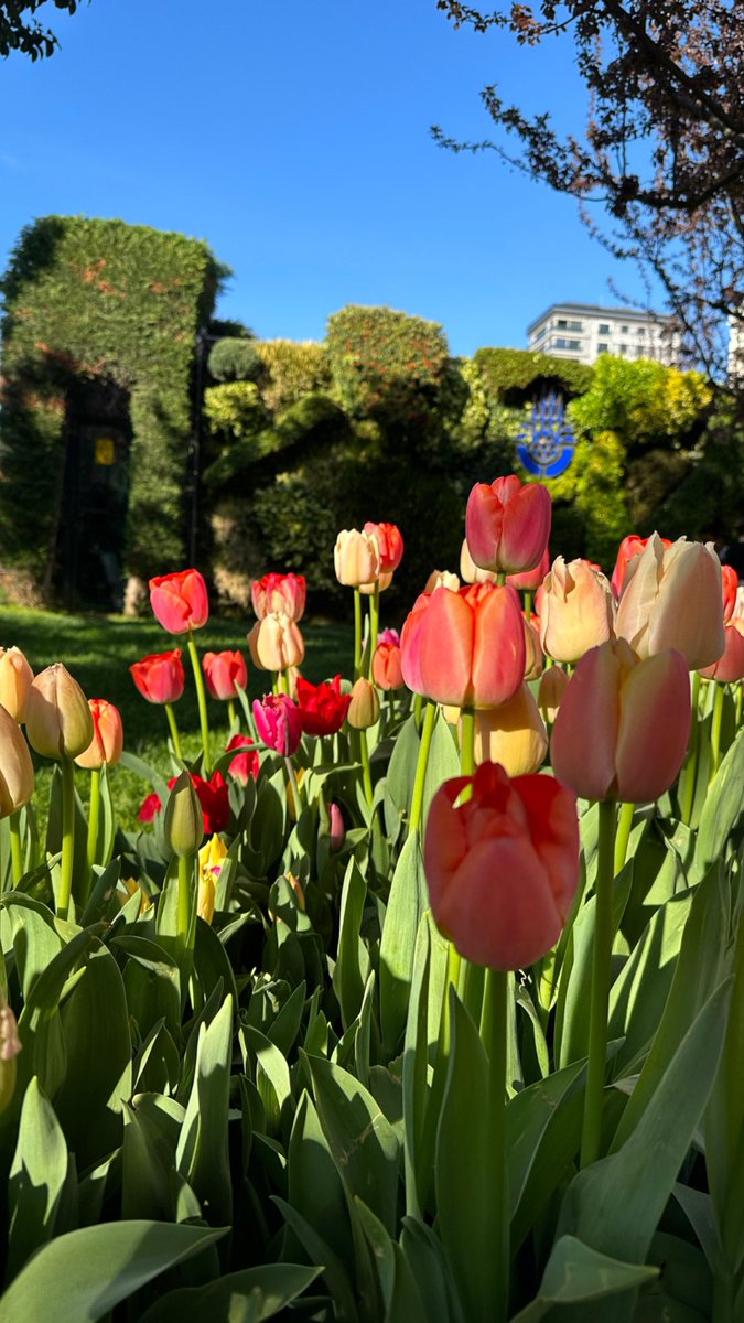 _____BLACK_____'s tweet image. #yinebaharlargelecek