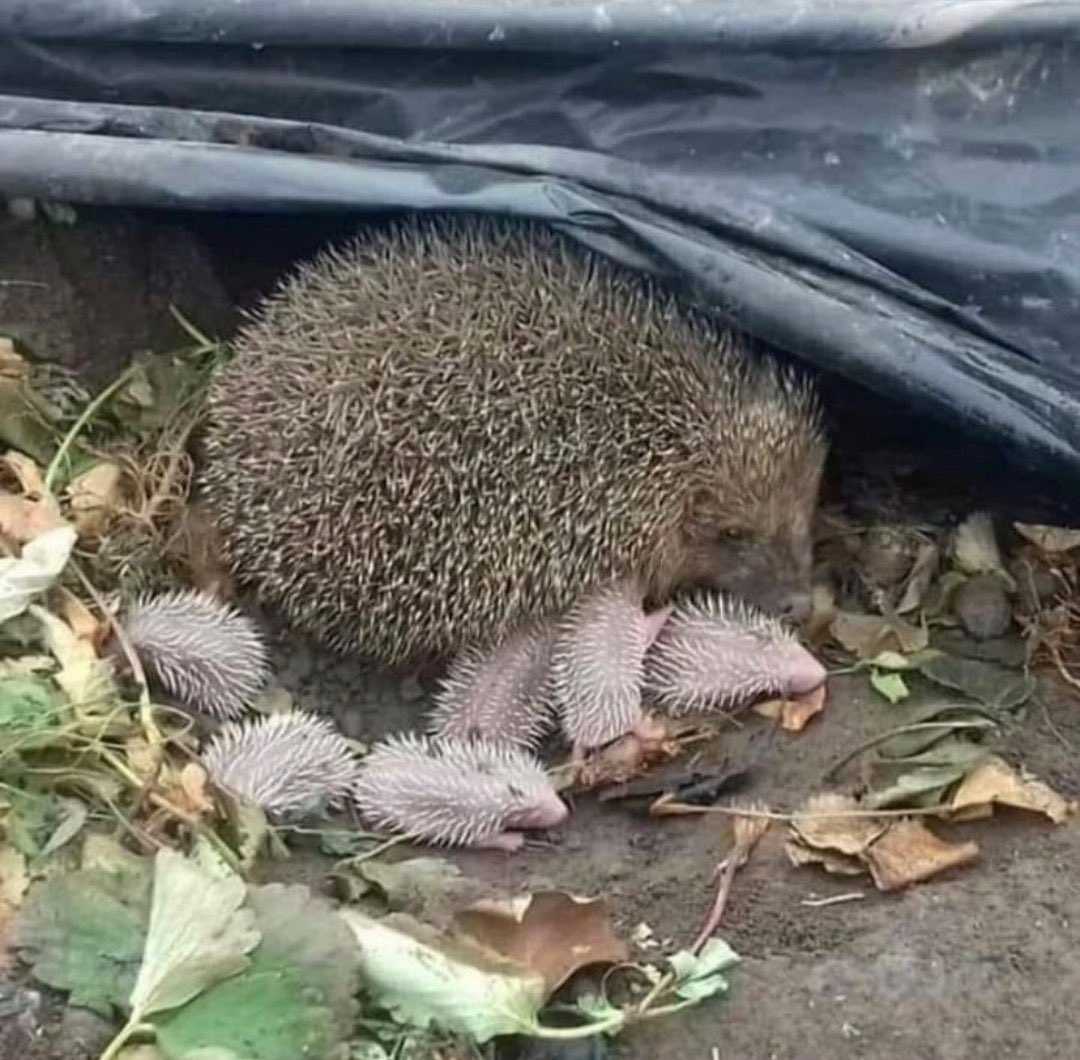 Kirpiden bizlere mesaj var: 🦔 Bahçenizde beni görürseniz bana süt vermeyin, mama ve su verin.Böcek ilacı veya tuzak kurmayın! Zararsızım, bahçenize yardım ediyorum, çünkü sebzelerinize saldıran böceklerle besleniyorum. Ama ne yazık ki türüm yok oluyor. Hayatta kalmama yardım