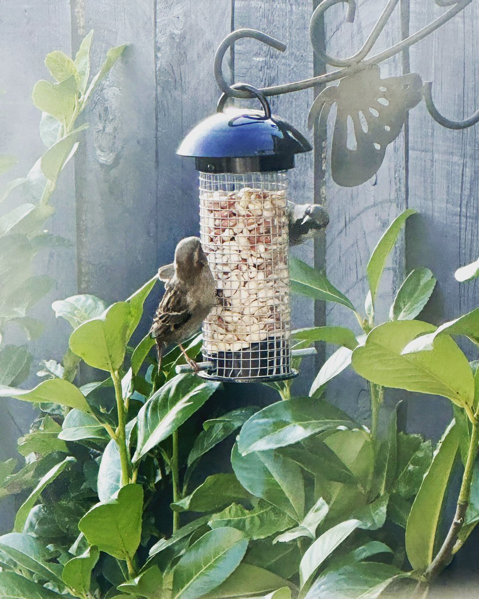 Had some visitors in the garden 🕊️