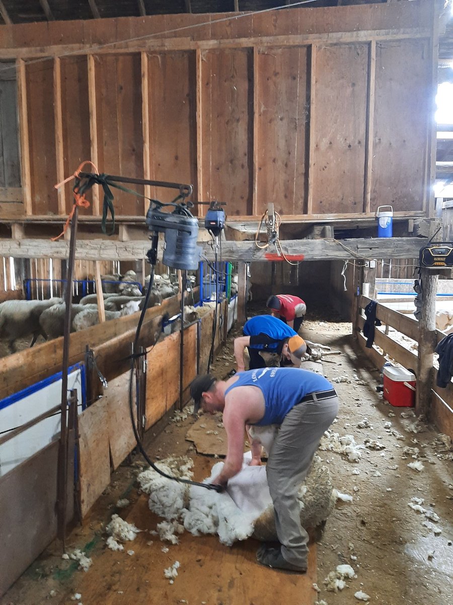 Shepherd Ryan tweet media