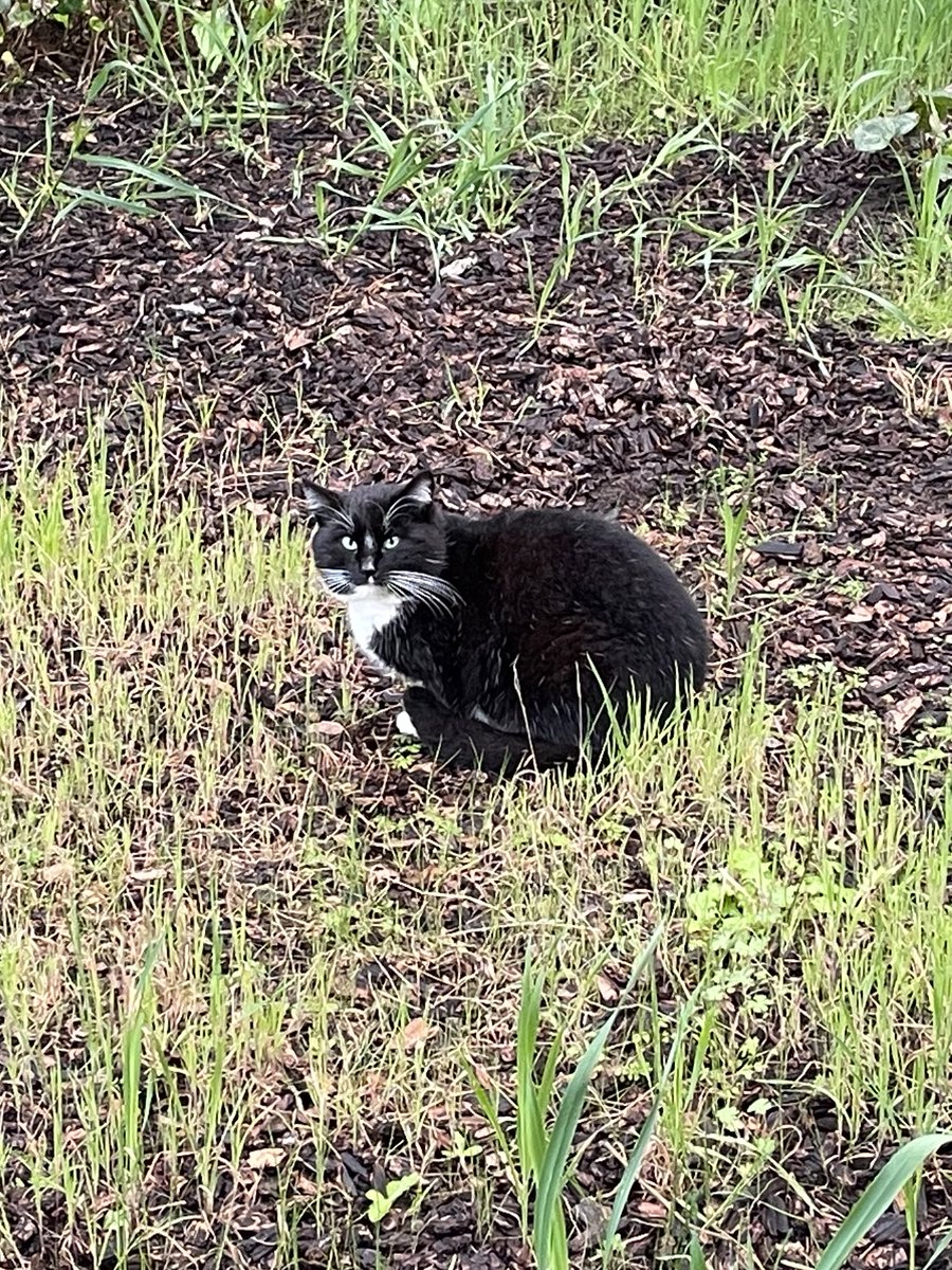 the goal for this weekend is to trap this weird looking thing. he has taken over the role of Guy Who Sits In My Yard All Day And Depends On Me For Food™️, but may be unaware that this position comes with a price: your balls