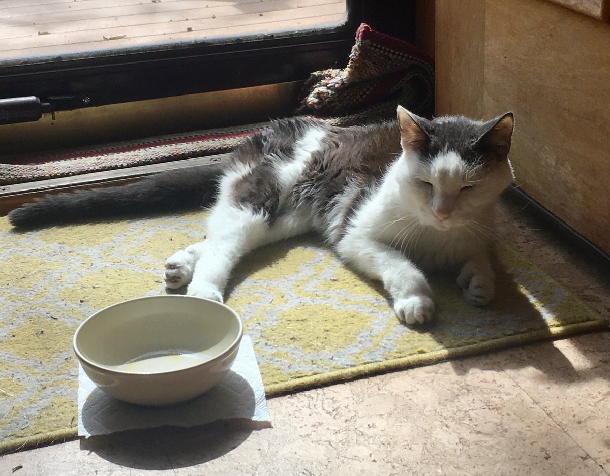 It’s a wonderful #Caturday so far.  I’m just relaxing by the front door soaking up the morning Sun (and dad even brought me scrambled eggs!)  #CatsOfTwitter
