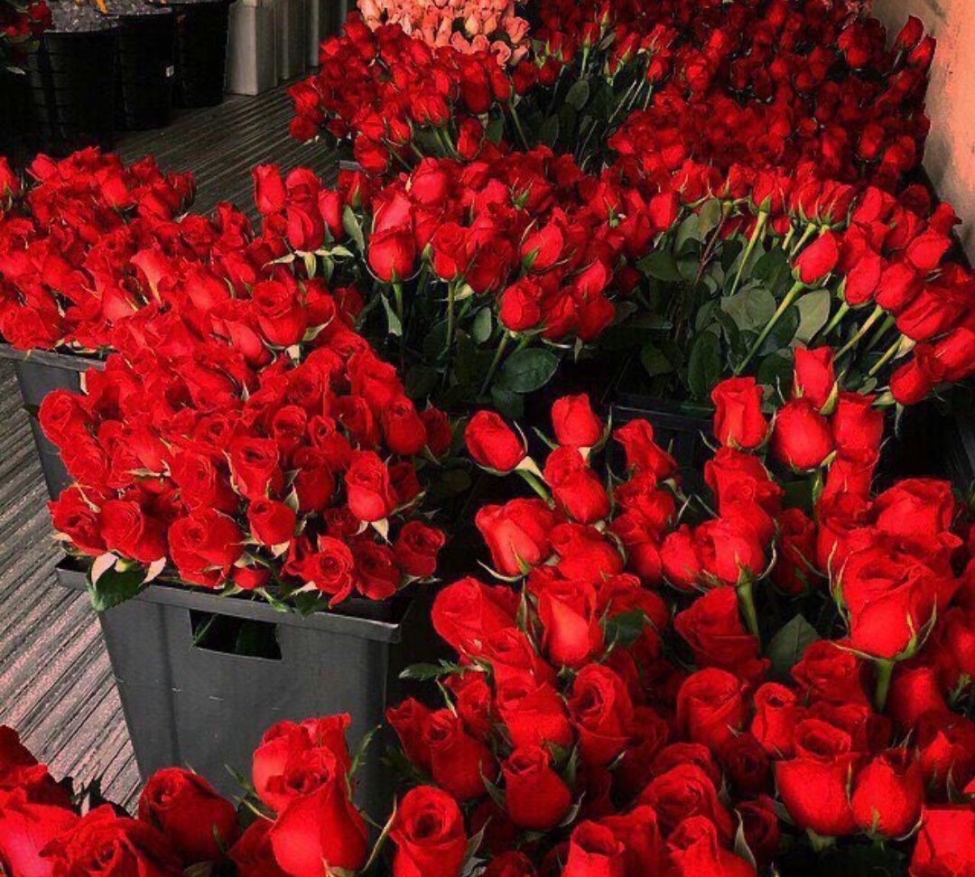 ciceklendirdik's tweet photo. Kırmızı güller mi 🌹🥀❤️ https://t.co/B4OsVpfIkh