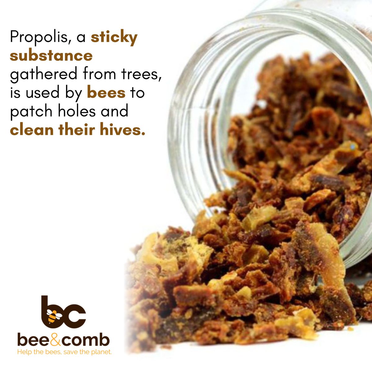 KarenAvetisyan2's tweet image. Bees gather the intriguing natural compound known as propolis from trees, and it has a number of uses. 
--
👉 beekeepingservices.com
.
#beeprotection #beesustainability #beehabitat