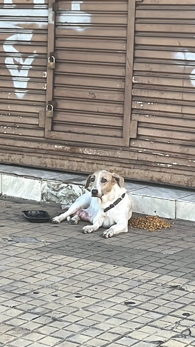 ForcadoKaren's tweet photo. Urgente esta pérdida pero muy golpeada es tipo salchicha y tiene leche seguro tuvo cachorros 😭😭está sobre Rodríguez de Francia esquina Ntra Señora de la Asunción Centro necesita atención 🙏🙏 y dar con su familia https://t.co/oTA65GYxsc
