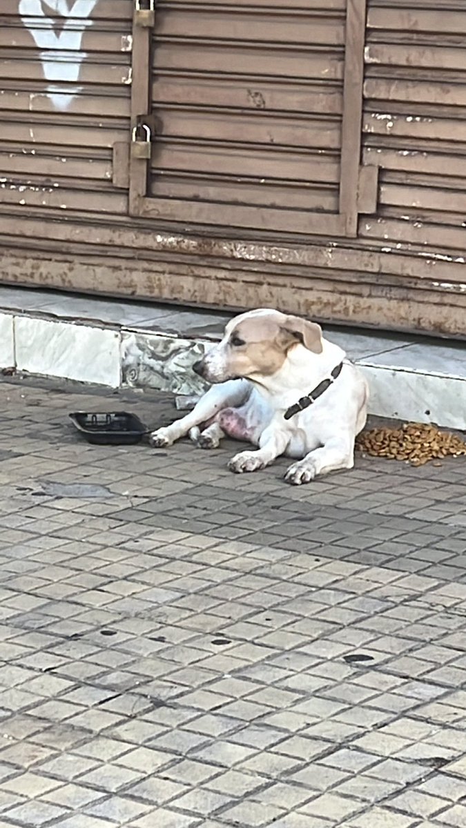ForcadoKaren's tweet photo. Urgente esta pérdida pero muy golpeada es tipo salchicha y tiene leche seguro tuvo cachorros 😭😭está sobre Rodríguez de Francia esquina Ntra Señora de la Asunción Centro necesita atención 🙏🙏 y dar con su familia https://t.co/oTA65GYxsc
