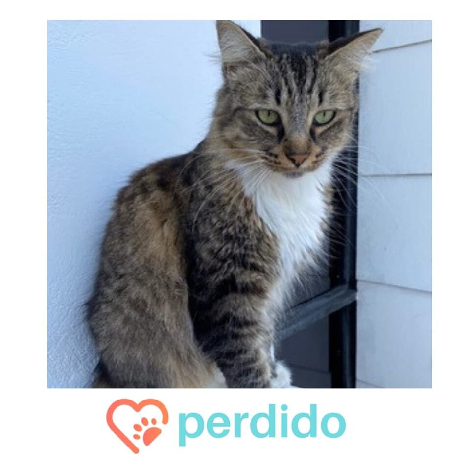 adoptame_cr's tweet photo. ¡Se perdio Casiope, Ayúdanos a compartir!

Cassiopea se perdió en Residencial el Molino, por el polideportivo. Es peluda, gordita, ojos verdes, pecho y cuatro patas blancas. No llevaba collar pero responde a su nombre.

Fecha del incidente: 1 abr 2023

T… https://t.co/yRQpVLLfPb https://t.co/E4huNVQnRy