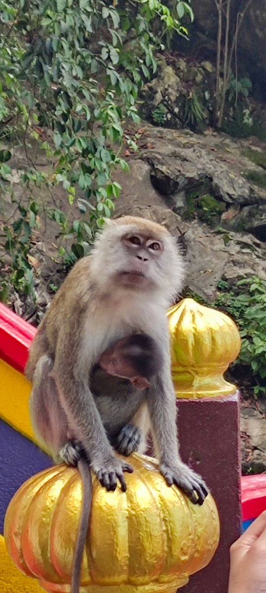 #monkey #batucaves #malaisya #animal #photo #PHOTOISM #PHOTOS #photographer #travelphotography #Travel #Voyage #beautiful #GoodMorningTwitterWorld