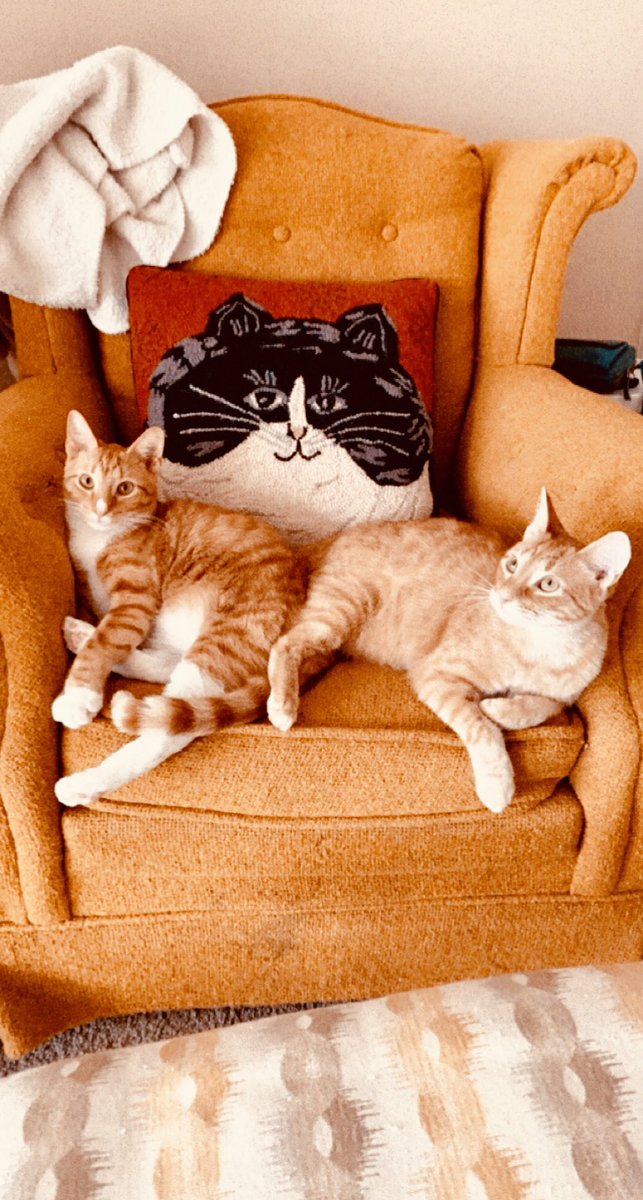 k8approved's tweet photo. https://t.co/3N4WIdkM2T