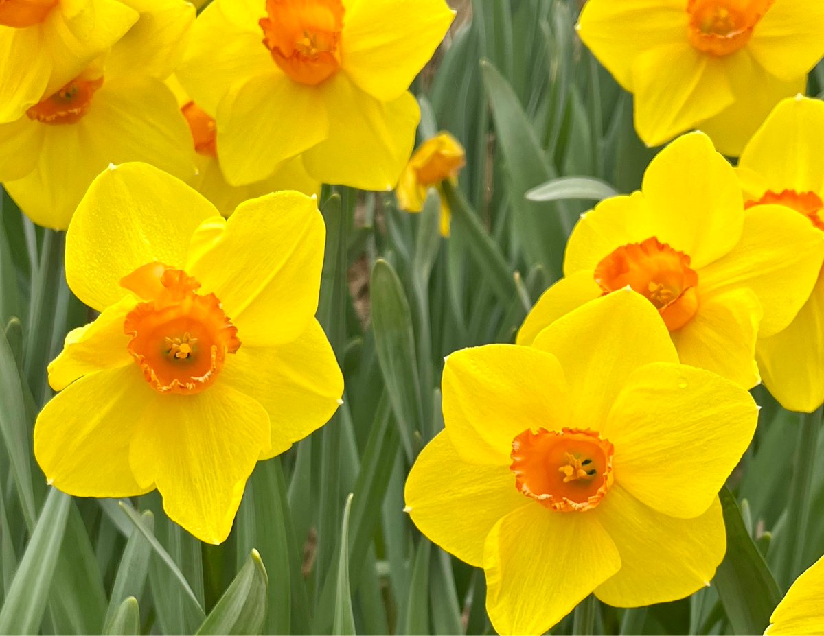 Spring has sprung in NYC! Loving this color combo 🥰😁🧡💛🌼

#springisintheair #daffodils #orange