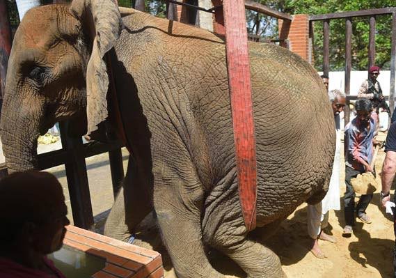 My heart aches for Noor Jehan, the lonely elephant in Karachi Zoo. She’s been suffering in captivity for years, confined to a tiny space without proper care or stimulation. #savenoorjehan