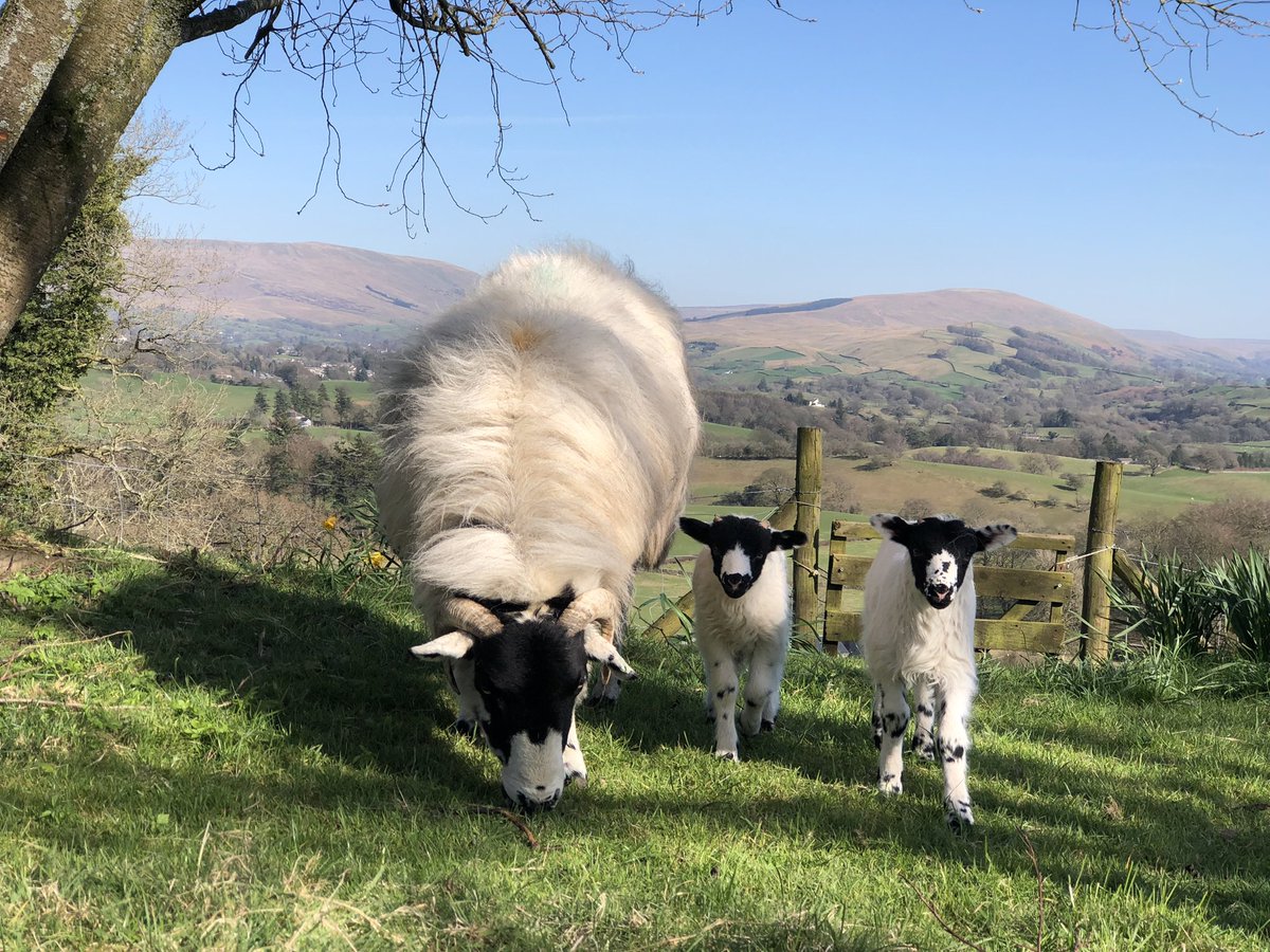 Alison O’Neill ~ Shepherdess tweet media