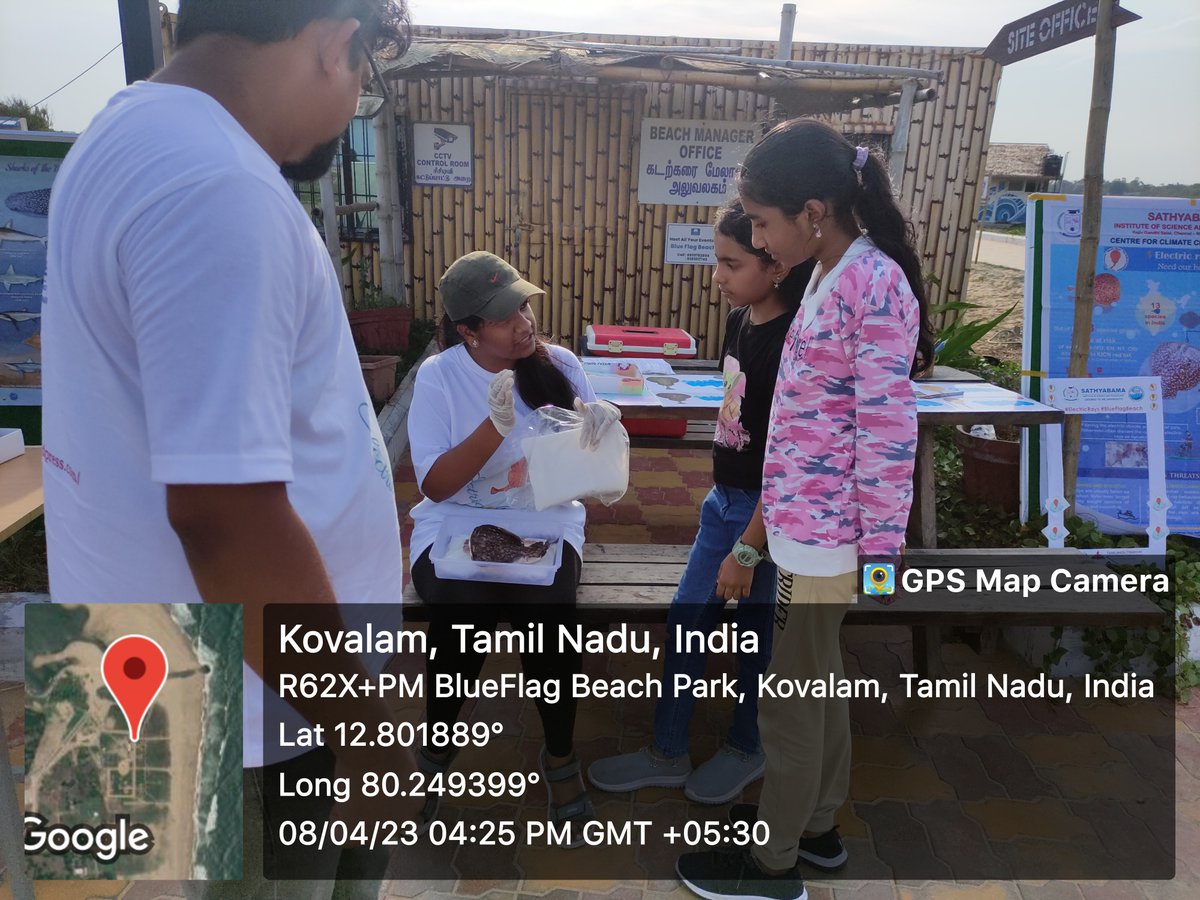 ShrutikaRaut98's tweet photo. Electric ray awareness campaign in Chennai for project funded by @ruffordgrants ! Fun learning through puzzles and games! Conservation awareness among the next generations..😇 #electricray @AmitKumar_ak14 @Prakash_caridea @KKunjulakshmi @SathyabamaSIST https://t.co/AXn3PDmotf