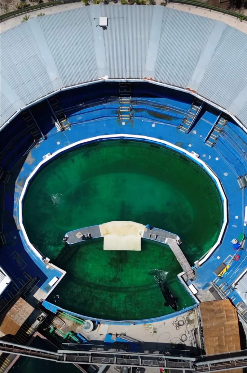 There is no excuse for Tokitae's tank to be in this condition. If #Truth4Toki really wants to help her, they can start by at least cleaning her tank. Just because there isn't an audience, it doesn't mean you start neglecting caretaking responsibilities.