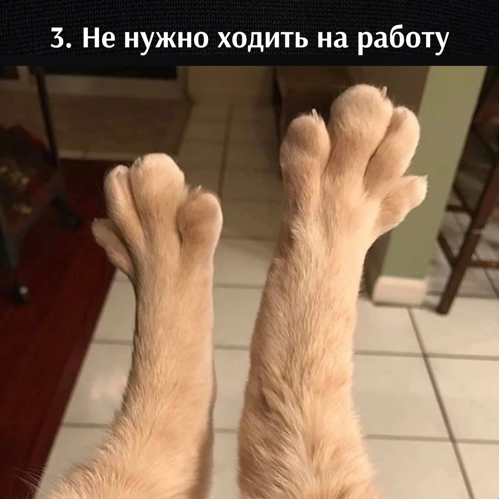 Кот с длинными ногами