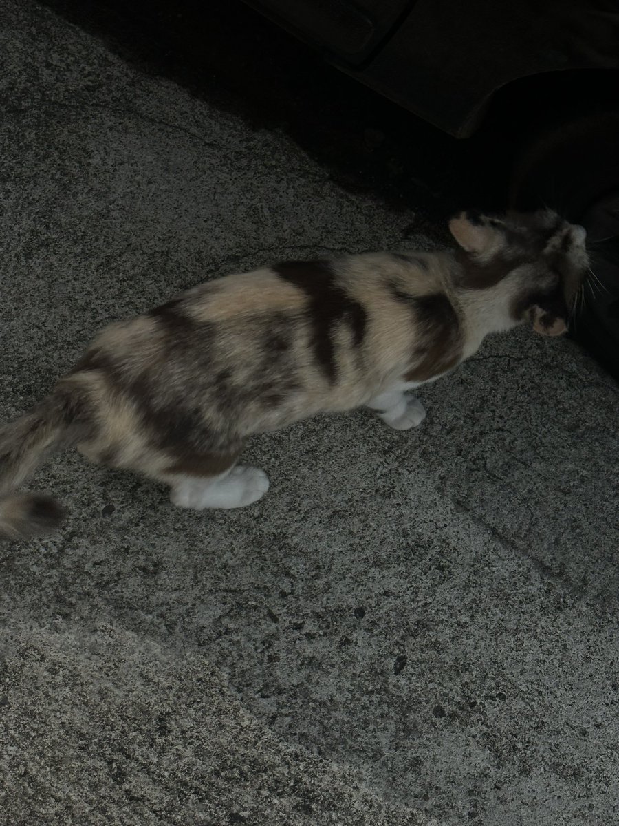 Sir. Eden rogEr røck star 69' maD dog (@9raloxq) on Twitter photo 