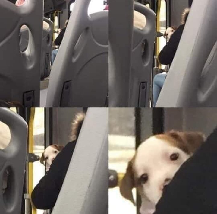 twaniimals's tweet image. 