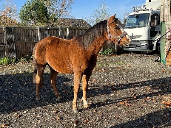 North Wales Horse (@northwaleshorse) / Posts / X
