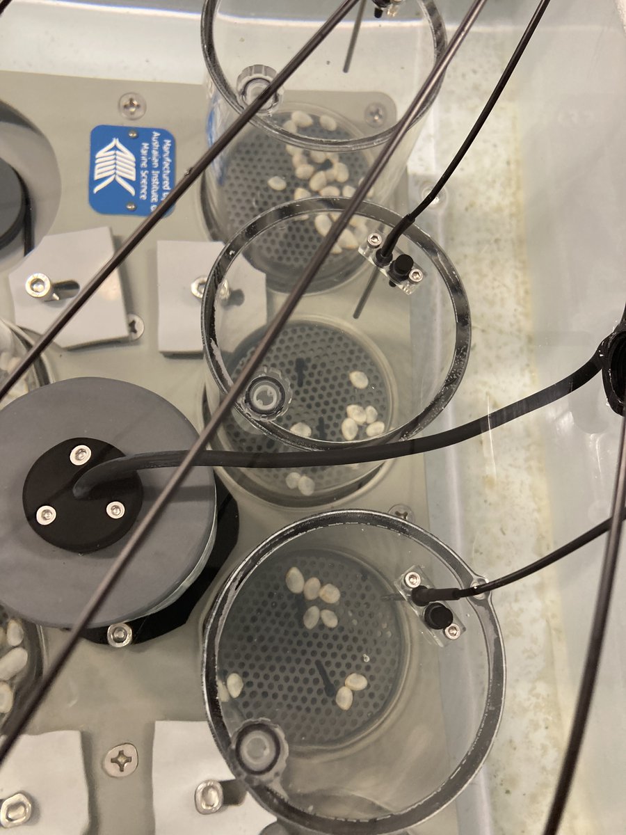 Great fun to be back in the lab this week working with some new (to me) critters! Gearing up for some cruises later this month to measure carbon fluxes on benthic calcifiers!  🐚🐚🐚🐚🐚🐚