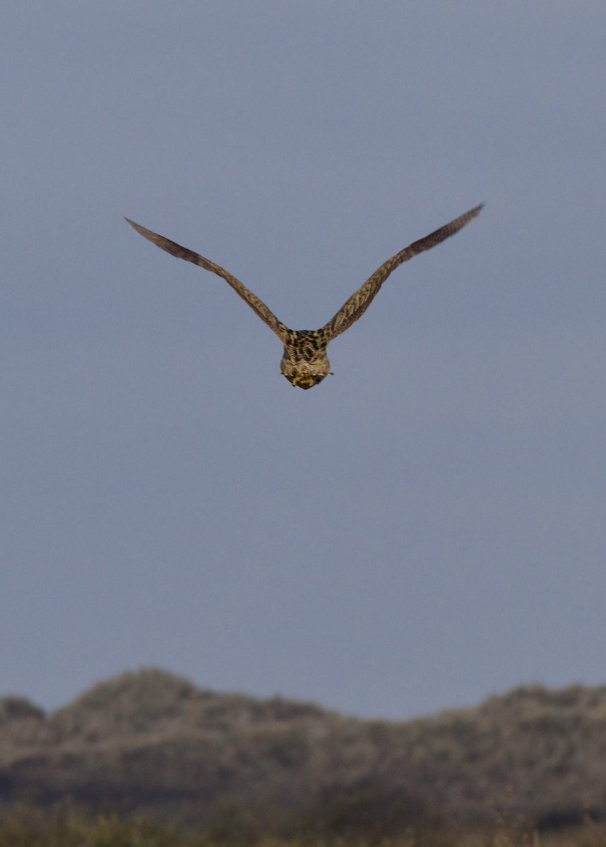 PascalBoorsma's tweet photo. De roerdomp en kiekendief lieten zich vandaag alleen van achteren fotograferen. #roerdomp #kiekendief #hollum #ameland https://t.co/Db7JH6K1h6