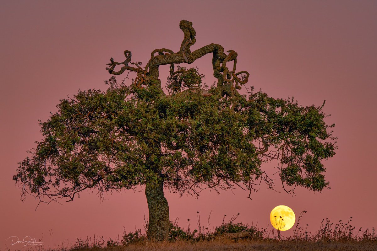 shrkshtr's tweet image. If you follow me on a regular basis, you know I love photographing "quirky trees" and moons. With this compositions, I was able to put my love of both together. Hope you are all having an awesome Easter weekend!

#sonyartisan #ReallyRightStuff #singhrayfilters #moon #oak #tree