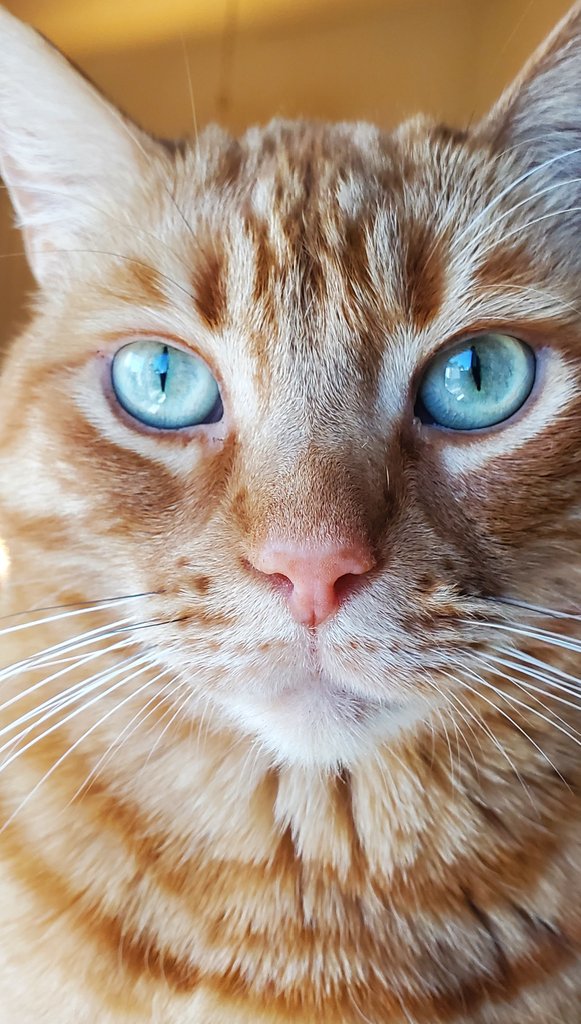 #PhotoChallenge2023April Ready for my closeup. 📷 •Tiger🧡