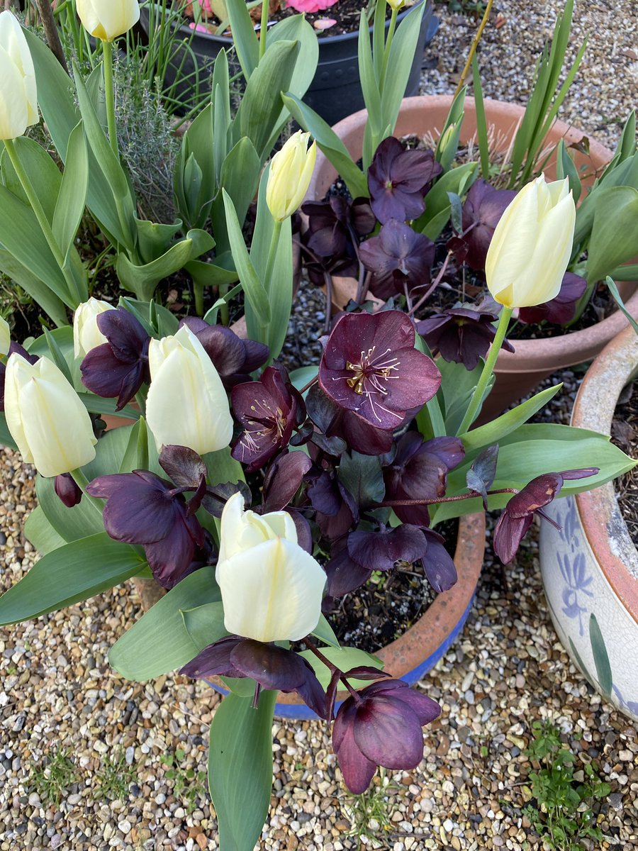 gardenbarbara's tweet photo. Pot of beauty for Easter. Tulips and dark hellebore combo is giving me joy #containerplanting #mygardennow #tulipsandhellebore #springcolour https://t.co/qhTTbcuyg1