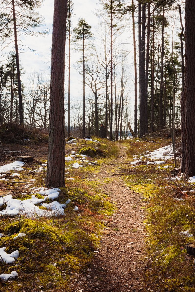 Fading into spring 

#towardsspring #almostspring #meltingsnow #sunnydaysinsweden #swedishforest #followthepath #paththroughthewoods #västervik #ricohgr3x