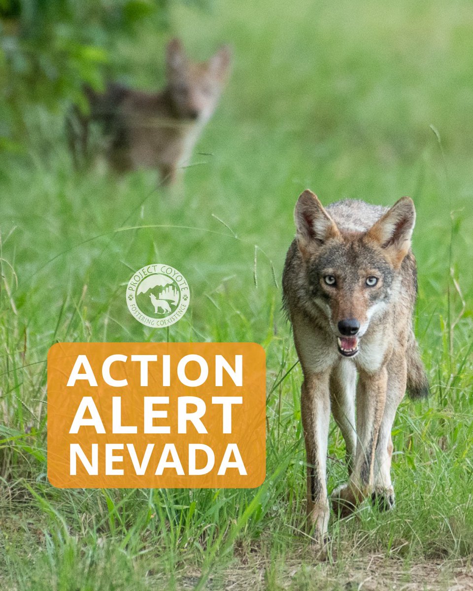 🚨 Calling all Nevada residents: your wildlife needs you‼️

Help ban killing contests in your state through Assembly Bill 102!  Click here to speak up for Nevada’s wildlife by April 10: tinyurl.com/4caaszxw ✊🌎

📷 Robert Saucedo | #CaptureCoexistenceContributor