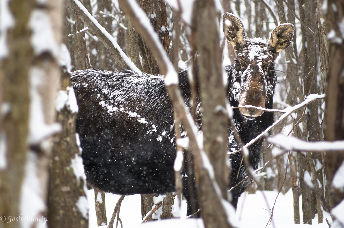 ICYMI: Nature SOS Wildlife on the Move. Last month we hosted a wonderful presentation alongside @VTFishWildlife on climate change and the impact it has on one of VT's most beloved species: moose. Follow the link to watch the presentation.
nature.ly/3KnLbU2

📸Josh Blouin