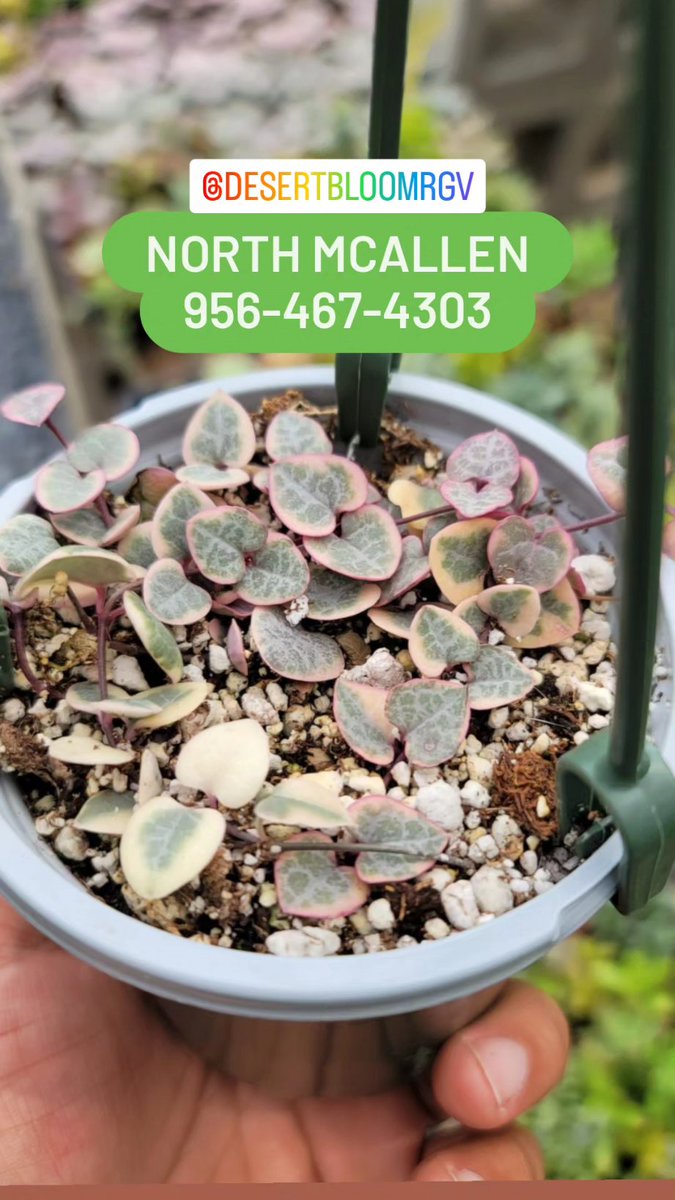 MikesSucculents's tweet photo. 🌵Succulents &amp; Cactus for Sale🌵
Send us a message to stop by (956)467-4303 (North McAllen)
#mcallentx #mcallentexas #rgv #rgv956 #rgvlife #edinburgtx #edinburgtexas #956rgv #pharrtx #pharrtexas #956beauty #missiontx #missiontexas #harlingentx #brownsvilletx #brownsvilletexas #A https://t.co/vdoKavaTC0