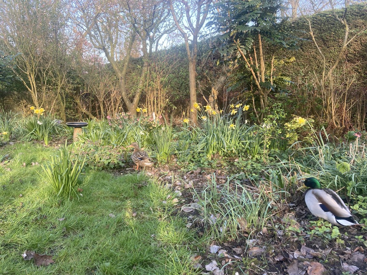 #volkstuin Inheemse planten en tuinplanten #nice 🥰 #biodiversiteit