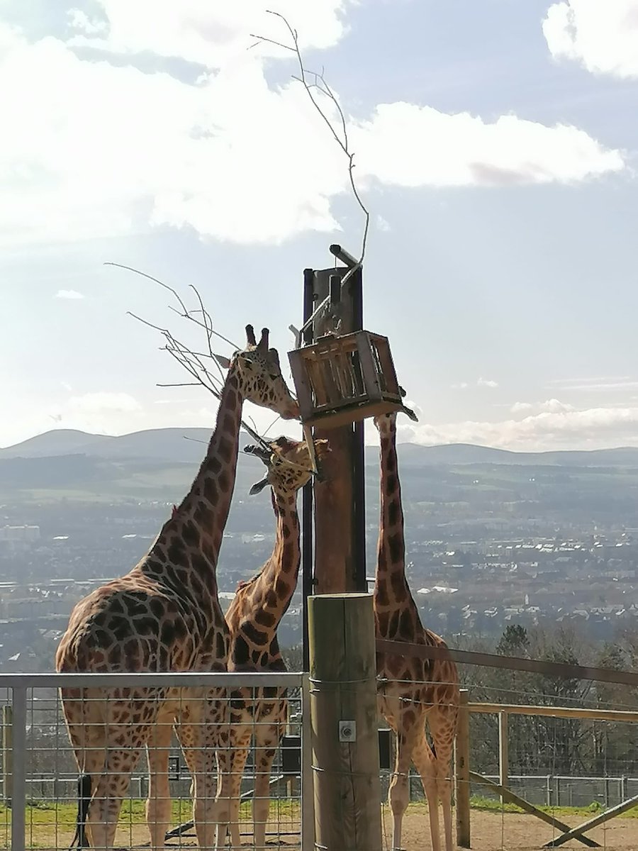 Unit87 WSJ tweet media