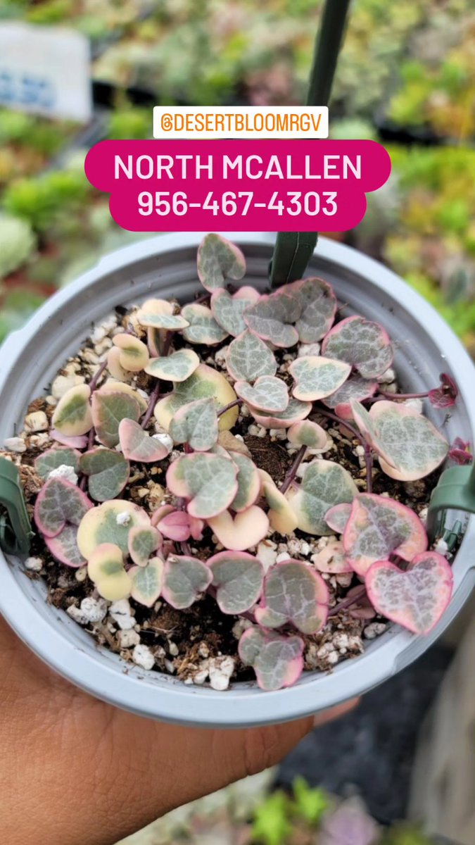 MikesSucculents's tweet photo. 🌵Succulents &amp; Cactus for Sale🌵
Send us a message to stop by (956)467-4303 (North McAllen)
#mcallentx #mcallentexas #rgv #rgv956 #rgvlife #edinburgtx #edinburgtexas #956rgv #pharrtx #pharrtexas #956beauty #missiontx #missiontexas #harlingentx #brownsvilletx #brownsvilletexas #A https://t.co/6cWZtr83OI