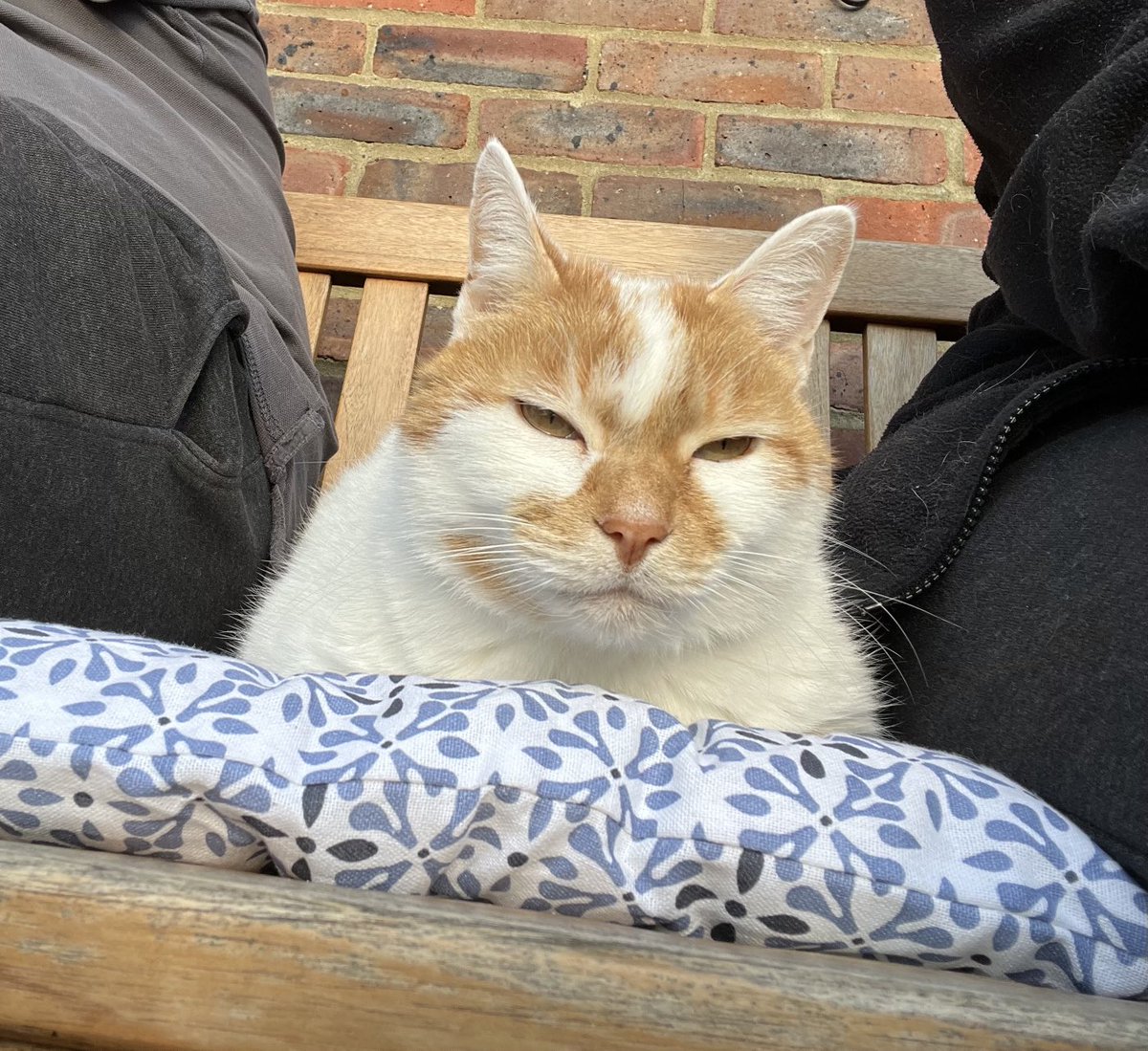 New bench cushion, giving it the Charlie seal of approval snugged between the pawrents!