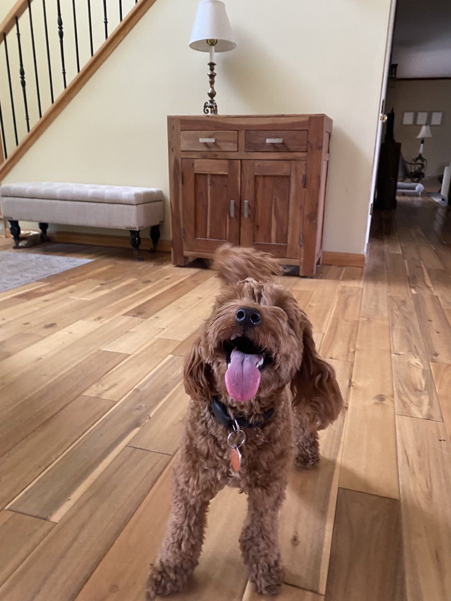 My 16-year-old dog isn’t sure about puppy sitting but I’m having a lot of fun
 😂😁