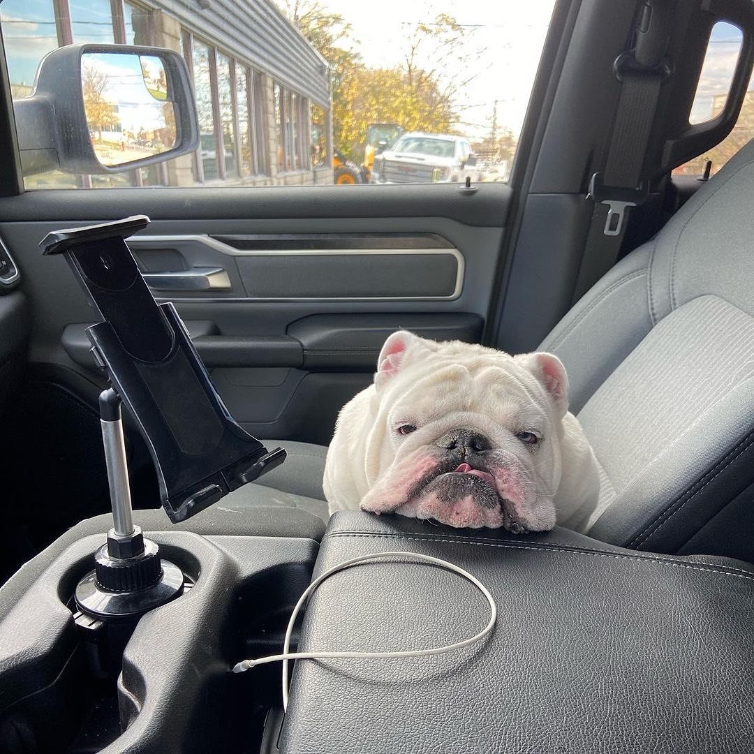 Sup😴😴

#Bulldogs #MusicBankParis 
#dogsoftwitter #EXOCLOCK_D1