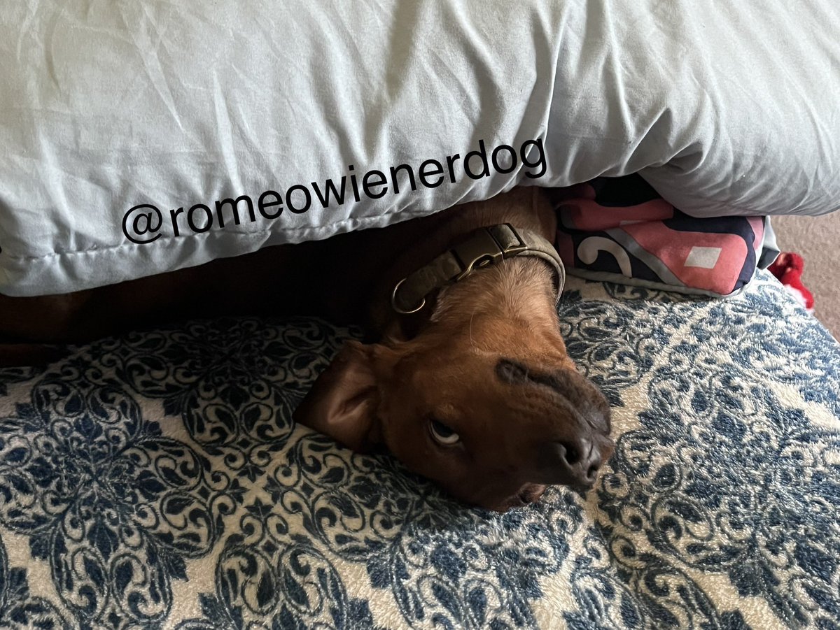 Hello evweebodee! Happy Saturday! It’s a perfect day to be lazy - Papa already took me to the barky park and now I’m gonna smile and take a nice nap! Smooches! XOXO - Romeo #Dachshund #wienerdogs #sausagedog #ZSHQ #saturdaysmiles