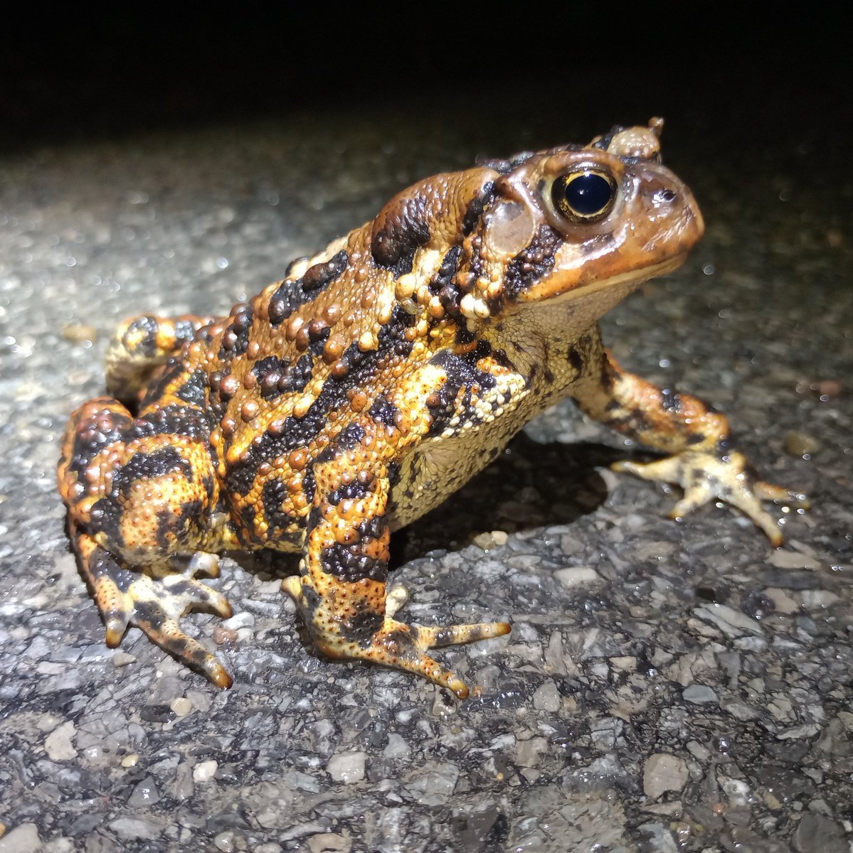 Last week I found this drop-dead gorgeous American Toad. Easily the prettiest toad I've ever seen.