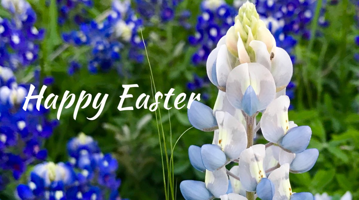 ATTENTION EASTER VISITORS:  The Ennis Welcome Center will be closed on Easter Sunday, April 9, 2023.  There will be copies of the map outside the Ennis Welcome Center (201 NW Main St) OR at the Bluebonnet Spirit Shop (9am-5pm at 204 W Knox St) bluebonnettrail.org