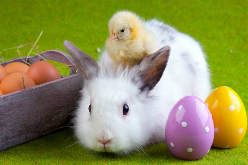 cremaschinim's tweet photo. Buona Pasqua a tutti voi https://t.co/1UhoiZfvF2